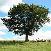 Sheep farming at Beechcroft