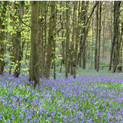 Spring bluebells in Crabwood