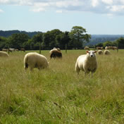 Grazing land around Beechcroft